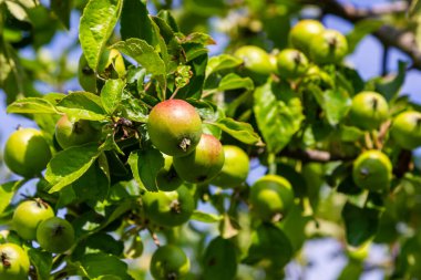 Sonbahar günü. Kırsal bahçe. Çerçevede olgunlaşmış kırmızı elmalar bir ağaçta. Ukrayna 'da fotoğraflanmış yağmur yağıyor.,