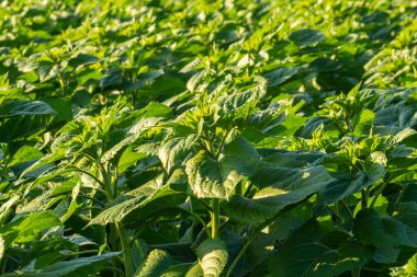 Baharın erken saatlerinde tarladaki genç ayçiçeği bitkileri - seçici bir odak noktası.