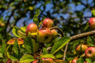 Sonbahar günü. Kırsal bahçe. Çerçevede olgunlaşmış kırmızı elmalar bir ağaçta. Ukrayna 'da fotoğraflanmış yağmur yağıyor.,