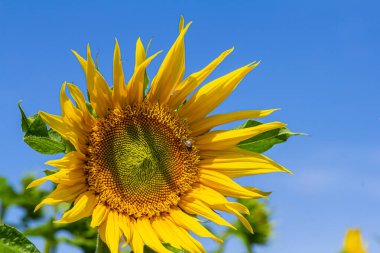 Mavi gökyüzü arkaplanlı ayçiçeği.