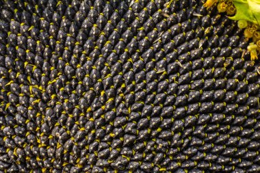 Ayçiçeği tohumları siyah yakın çekim ile.