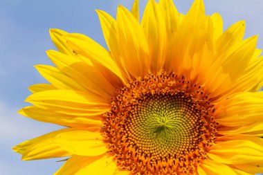 Sarı ayçiçekleri mavi bir arka planda çiçek açar.