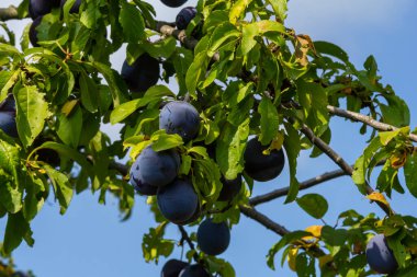 Bahçedeki yeşil dalların üzerinde olgun erikler. Yumuşak güneş ışığının altındaki ağaç dalında yaprakları olan sulu, yuvarlak kırmızı erik meyveleri. Bahçedeki yeşil dallarda olgun erikler.