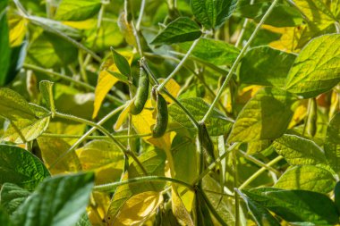 Soya fasulyesi kabukları, yaklaşın. Bokeh arka planında tarımsal soya tarlası. Güneşli tarlada soya fasulyesi..