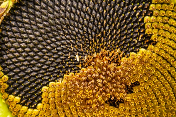 Sunflower with Black Seeds Close-Up.