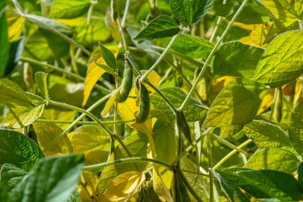 Soybean pods, close up. Agricultural soy plantation on the sunny field bokeh background. Soy bean plant in sunny field.