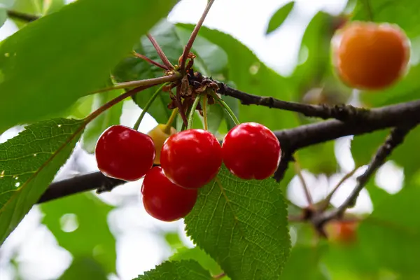 Cherry Tree Branch Ripe Large Fruits Stock Picture