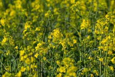 Kolza tohumu tarlası Ukrayna 'da mavi gökyüzünde parlak sarı çiçeklerle çiçek açar. Yakın çekim..