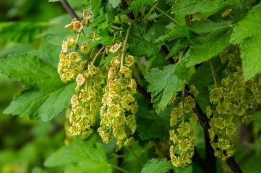 Kırmızıkuşüzümü çiçekleri çalıların üzerinde. Baharın başında bahçede üzümlü çiçek..