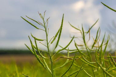 Rapeseed seed pods, close up Stems of rapeseed, Green Rapeseed field.