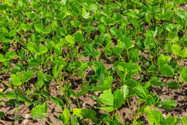 Genç yeşil soya yaprağı tarlada.