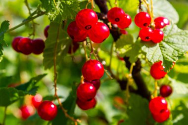 Frenk üzümü, güneşli bahçede yetişir. Kırmızı frenk üzümü yaz tarlasında yetişir. Güneşli bahçede üzümlü üzümler.