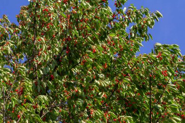 Olgun büyük meyveli kiraz ağacı dalı .