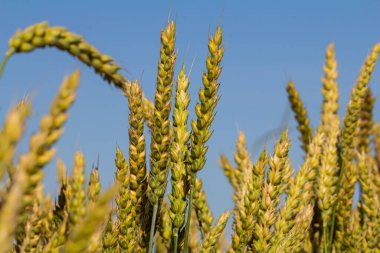 Buğday çayırı. Yazın olgun altın arpa tarlası. Doğanın organik sarı çavdar bitkisi hasat için büyüyor. Sonbahar günbatımında çiftlikte günbatımı olan dünya yemekleri. Mutlu Tarım Kırsal Bölgesi.