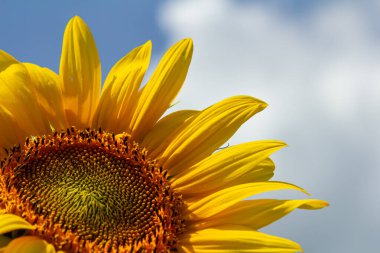 Sarı ayçiçekleri mavi bir arka planda çiçek açar.