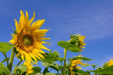 Mavi gökyüzü arkaplanlı ayçiçeği.