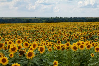 Sarı çiçekli ve arılı ayçiçeği tarlası, yazın arılar tarafından ayçiçeği tarlasının tozlaşması..