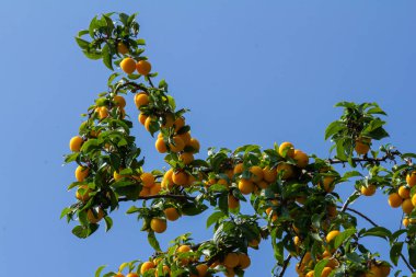 Bahçedeki yeşil dalların üzerinde olgun erikler. Yumuşak güneş ışığının altındaki ağaç dalında yaprakları olan sulu, yuvarlak kırmızı erik meyveleri. Bahçedeki yeşil dallarda olgun erikler.