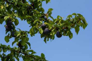 Bahçedeki yeşil dalların üzerinde olgun erikler. Yumuşak güneş ışığının altındaki ağaç dalında yaprakları olan sulu, yuvarlak kırmızı erik meyveleri. Bahçedeki yeşil dallarda olgun erikler.