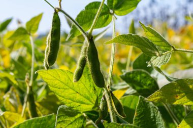 Soya fasulyesi kabukları, yaklaşın. Bokeh arka planında tarımsal soya tarlası. Güneşli tarlada soya fasulyesi..