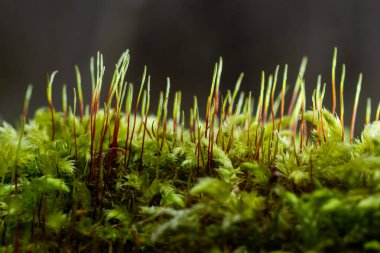 Sabahki çiy damlaları kayaların üzerinde yetişen Ceratodon purpureus bitkisini kaplıyor, mor yosunlar, yanmış toprak yosunları, sıcak renkler..