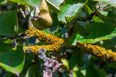 Turuncu liken (İngilizce: 