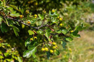 Hawthorn kırmızı böğürtlenleri çalılıklarda yetişir.