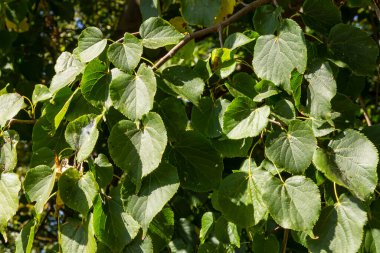Önünde ıhlamur dalları olan yeşil doğal bir arka plan. Yazın manzara parkı.