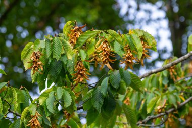 Boynuz kirişinin dalları, Carpinus betulus türleri, ya da kahverengi üç köşeli yaprak içinde yeşil yapraklı ve olgun tohumlu sıradan boynuz demeti güneşli sabahları içerir..