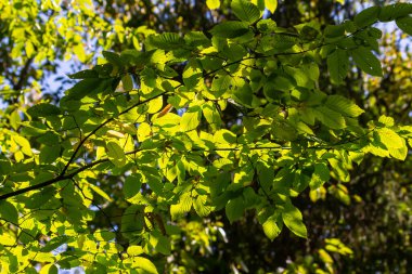 güzel, ahenkli orman detay, Gürgen yaprak ile.