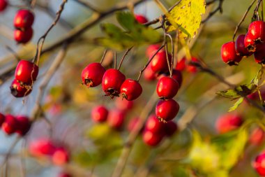 Detaylı bir makro çekim canlı kırmızı şahin çileklerini sonbahar ihtişamında yakalıyor. Bu olgun böğürtlenler sadece güzel değil aynı zamanda tıbbi özelliklere de sahipler..