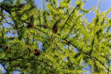 Parlak yeşil bahar oyunlarına sahip bir tarla dalı, mavi gökyüzü arka planına karşı.