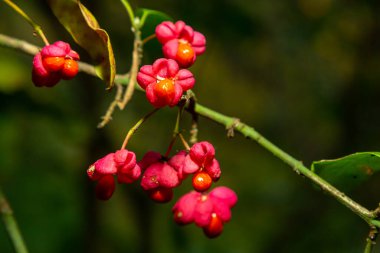 Euonymus europaeus Avrupa ortak Milli kapsülü olgunlaşan sonbahar meyveleri, turuncu tohumlu kırmızı ya da pembe renkler, sonbahar renkli yapraklar.