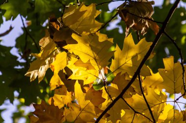 Sonbaharda güneşli bir günde mavi gökyüzünde sarı akçaağaç yaprakları.