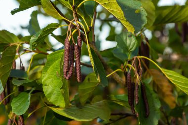 Benekli kızılağaçlar tohumlarını koni benzeri yapılara yayarlar..