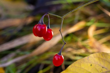 Ağustosta görülen acı-tatlı Solanum dulcamara olarak da bilinen odunsu itüzümü kırmızı meyveleri..