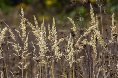 Çayırdaki küçük kamışlı Calamagrostis epigejos 'un enfeksiyonu..