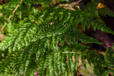Genç bir eğreltiotunun yeşil yaprakları ilkbaharda ve sabahın erken saatlerinde parlak güneşin altında.