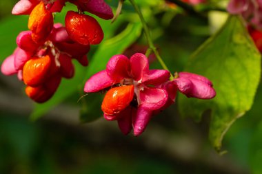 Euonymus europaeus Avrupa ortak Milli kapsülü olgunlaşan sonbahar meyveleri, turuncu tohumlu kırmızı ya da pembe renkler, sonbahar renkli yapraklar.