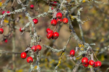 Detaylı bir makro çekim canlı kırmızı şahin çileklerini sonbahar ihtişamında yakalıyor. Bu olgun böğürtlenler sadece güzel değil aynı zamanda tıbbi özelliklere de sahipler..
