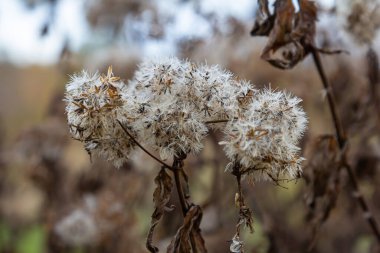 Kenevir tarımının kabarık beyaz tohumları, seçici odak - Eupatorium cannabinum.