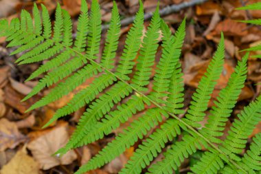 Genç bir eğreltiotunun yeşil yaprakları ilkbaharda ve sabahın erken saatlerinde parlak güneşin altında.