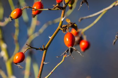 Dallarda kırmızı gül üzümü. Gülüzümlü romantik sonbahar hayatı. Kırışık güllük gülistanlık böğürtlenleri sonbaharda bir çalılıkta. Hawthorn meyveleri ağaçlarda ve çalılıklarda yetişen küçük meyvelerdir.