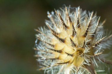 Kışın küçük çaydanlık dipsacus pilosus tohumu başı. Eriyen buza bulanmış ölü kızıllık, Dipsaceae ailesinin dikenli bitkisinin üzerindeki güneş ışığıyla aydınlanıyor..