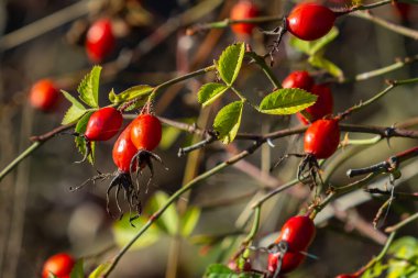 Dallarda kırmızı gül üzümü. Gülüzümlü romantik sonbahar hayatı. Kırışık güllük gülistanlık böğürtlenleri sonbaharda bir çalılıkta. Hawthorn meyveleri ağaçlarda ve çalılıklarda yetişen küçük meyvelerdir.