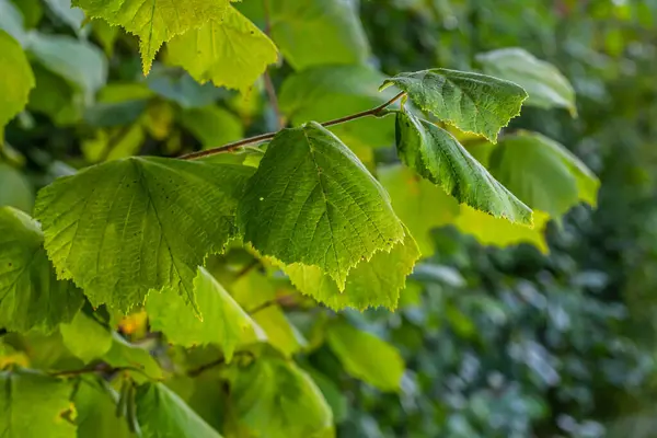 Fresh green Hazel leaves close up on branch of tree in spring with translucent structures against blurred background. Natural background.