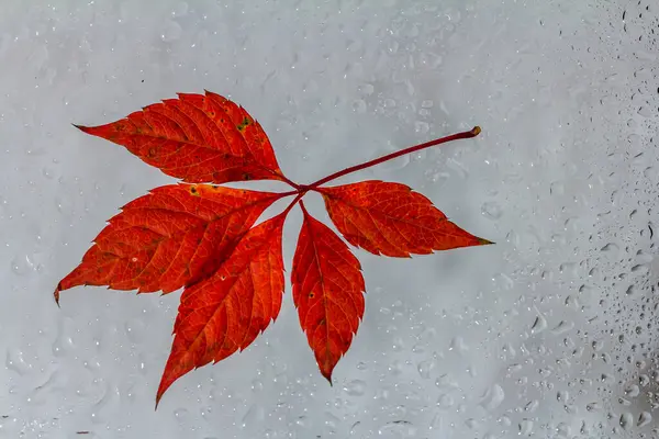 stock image abstract background fall, glass drops autumn yellow leaves wet october weather.