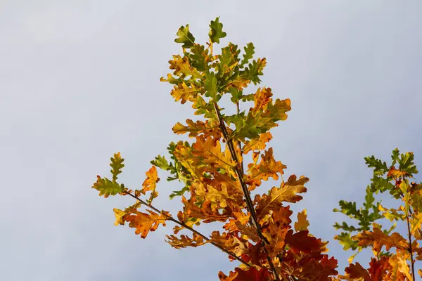 Oak branch with orange leaves in the forest in autumn. Nature background.