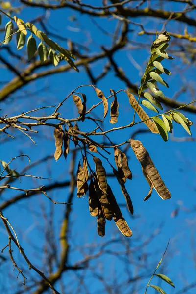 Stock image Close up of a brown color 'Robinia pseudoacacia' seed pod against a bright nature background.