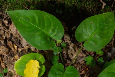 Yeşil yapraklar arka plan. Sabahları yeşil renk tonu bırakır..